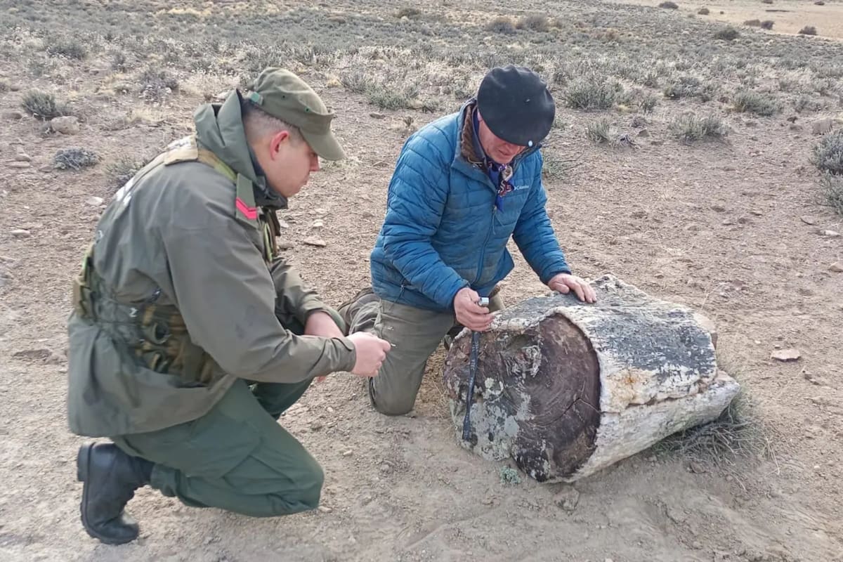 Hallan tres bosques petrificados en Río Negro de 50 millones de años