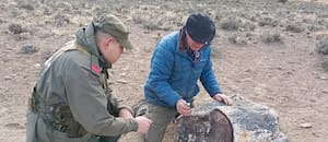 Hallan tres bosques petrificados de 50 millones de años