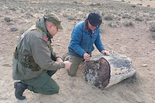 Hallan tres bosques petrificados de 50 millones de años