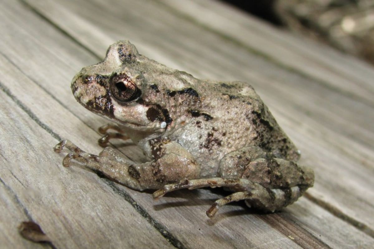 Hallan una especie que creían extinta en la Patagonia argentina
