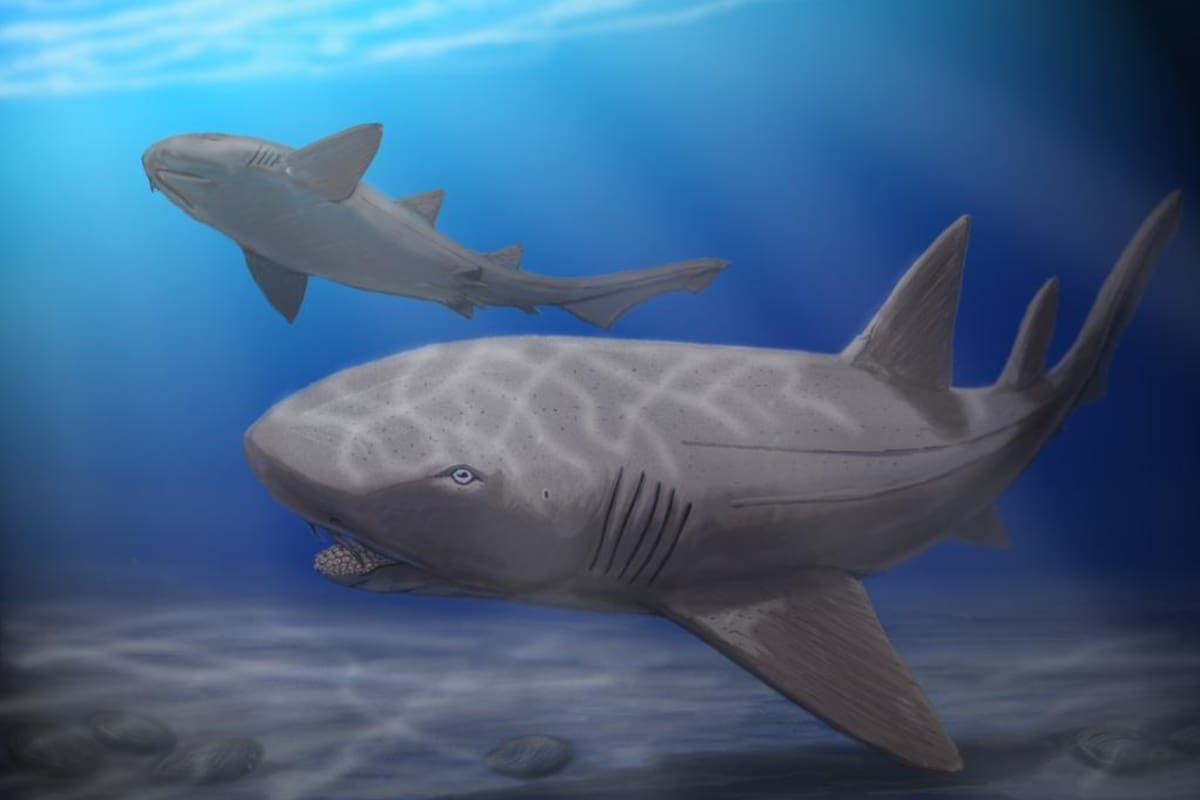 Hallaron el fósil de un tiburón Ptychodus intacto en México