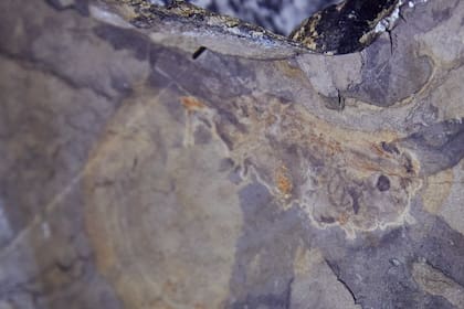 Hallaron en el país el renacuajo fósil más antiguo del mundo