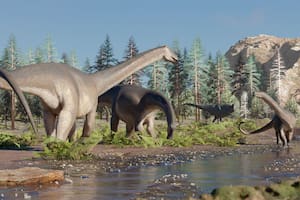 Hallaron en Neuquén los restos de un dinosaurio herbívoro extinto hace 90 millones de años