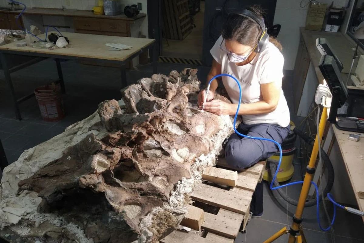 Hallaron los restos fósiles de una nueva especie de dinosaurio en Chubut