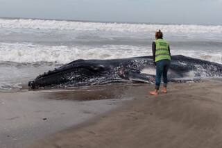 Encuentran muerta a una ballena en la playa e investigan qué pasó