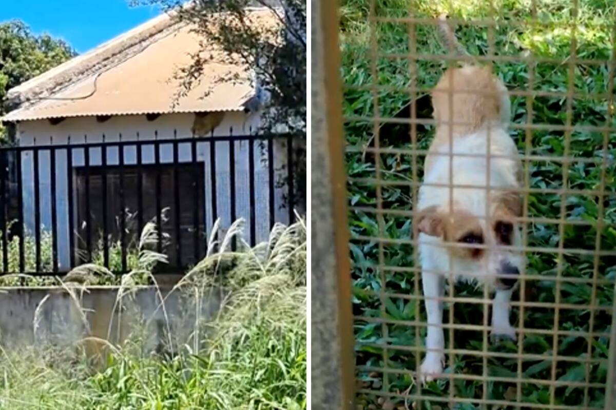 Hallaron muerta a una reconocida rescatista de animales en Misiones: investigan si fue devorada por sus 40 perros
