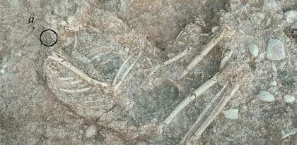 Hallaron restos humanos con piercings faciales de hace 11.000 años