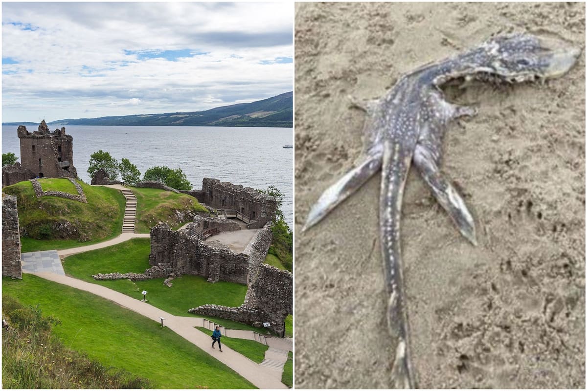 Hallaron un espécimen extraño en el Reino Unido y le atribuyeron similitudes con el supuesto "monstruo del Lago Ness"