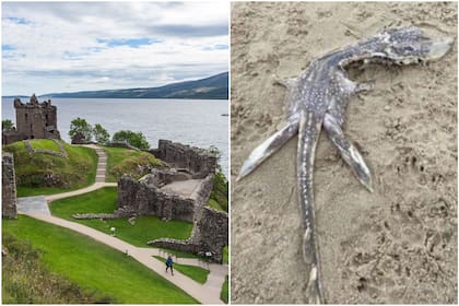 Hallaron un espécimen extraño en el Reino Unido y le atribuyeron similitudes con el supuesto "monstruo del Lago Ness"