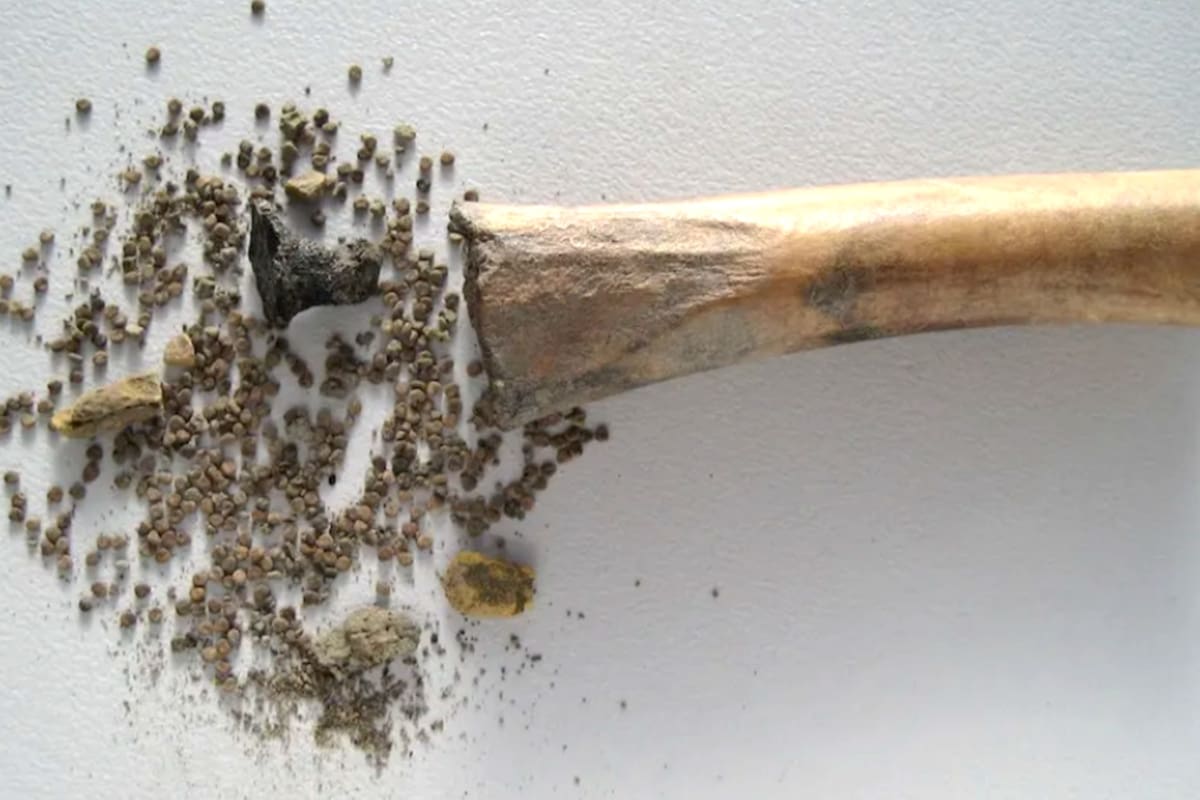 Hallaron un hueso de 2000 años y se sorprendieron al ver lo que guardaba en un hueco “secreto”