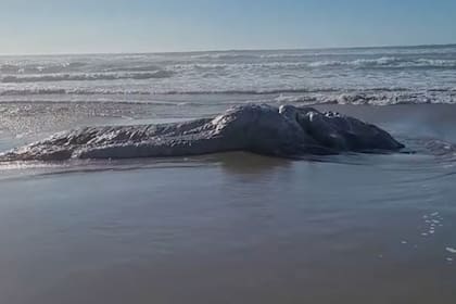 Hallaron un misterioso cadáver gigante y peludo en playa de EE.UU.