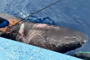 Hallaron una especie de tiburón de más de 500 años (Captura video)