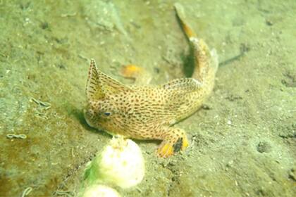 Hallaron una extraña especie que se creía extinguida en la costa de Tasmania