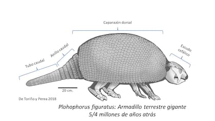 Hallazgo de gliptodonte