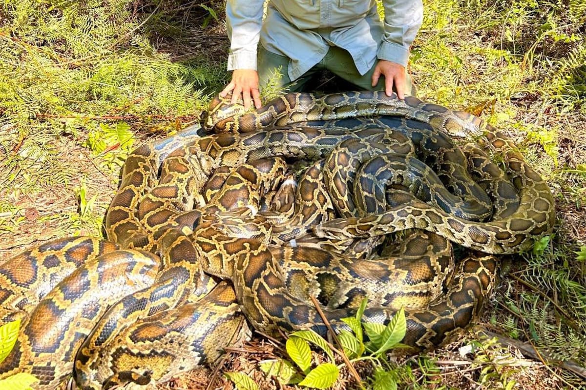Hallazgo de un increíble montículo de pitones en Florida