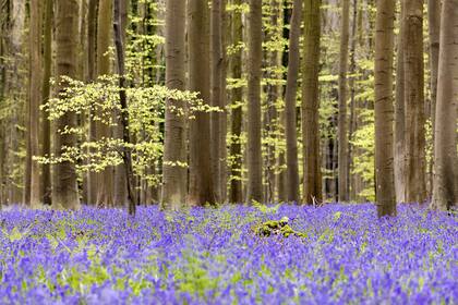 Halle, Bélgica. Edición fotográfica de Jesica Rizzo