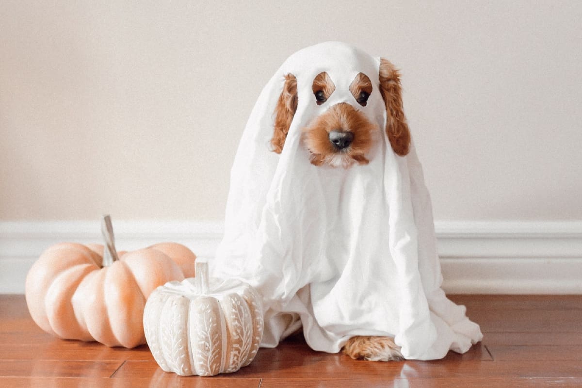 Halloween de 2023 caerá un martes