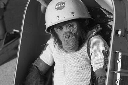 Ham, el primer primate que sobrevivió a un vuelo espacial