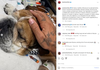 Hamilton contó que su perro tiene neumonía; actualmente está en coma y el piloto reconoció que no sabe si va a despertarse (Foto: Instagram @lewishamilton)