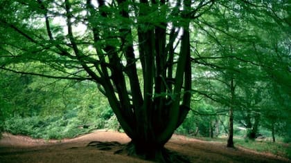 Hampstead Heath, en el noroeste de Londres, se convirtió en el segundo "Parque Urbano Silencioso"