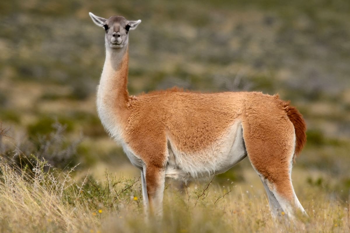 Harán un censo por los guanacos