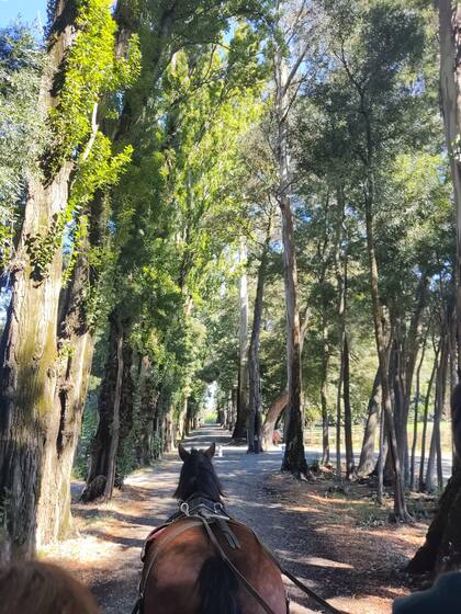 Haras Santa Amelia