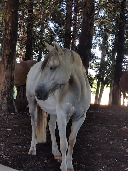Haras Santa Amelia