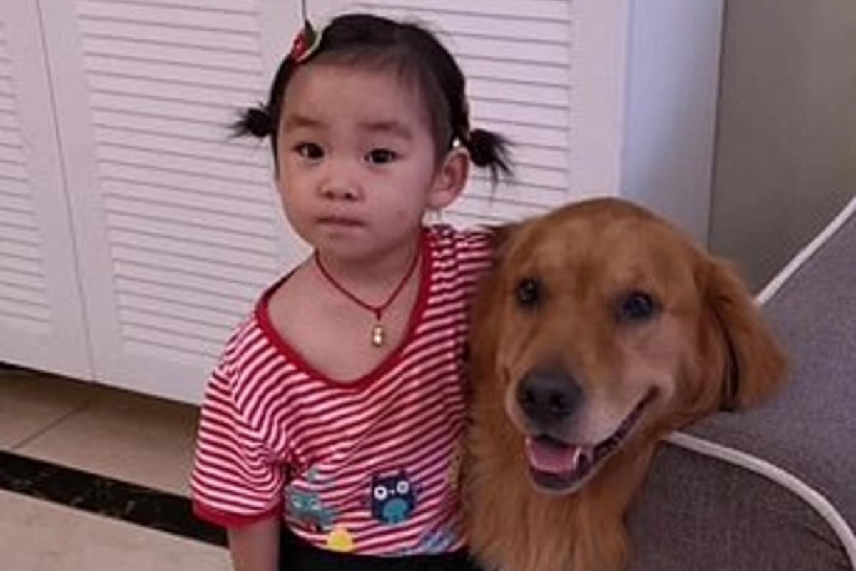 Harry y You You son amigos inseparables y no es la primera vez que el animal defiende a su dueña