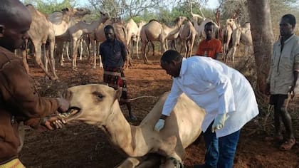 Hassan Nuya Guyo, veterinario del noreste de Kenia, afirma que en los últimos dos años se registró un aumento del 15 % en la mortalidad de camellos en la zona que supervisa