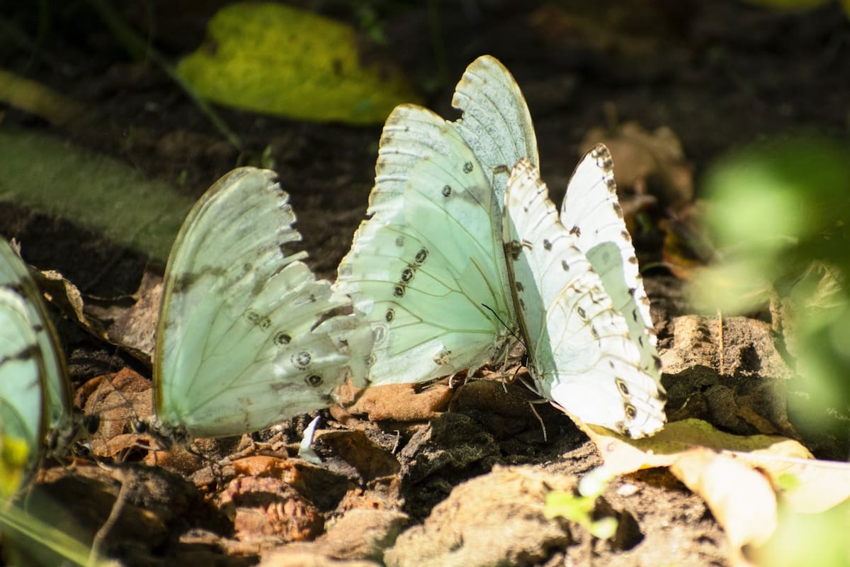 Hasta abril es posible ver revolotear a esta especie celeste en los senderos del lugar