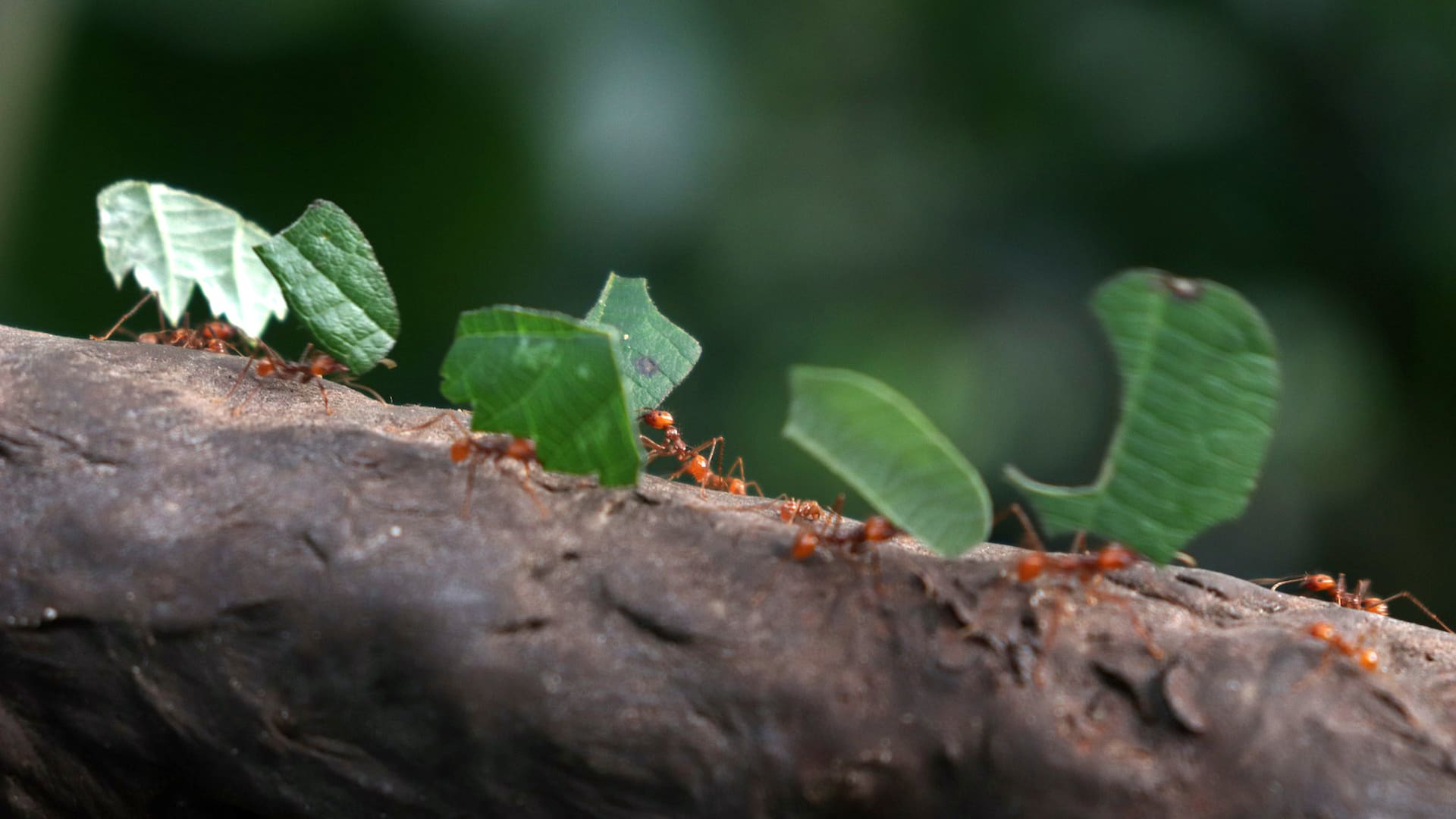 De noviembre hasta abril, las hormigas refuerzan las entradas de sus nidos con palitos. Durante el otoño, el acarreo de hojas se intensifica.