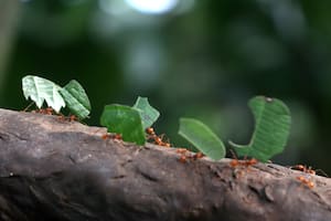 Hasta abril, las hormigas refuerzan las entradas de sus nidos con palitos. Luego lo harán con hojas. Así aseguran la nutrición de la colonia.