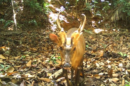Hasta ahora, en Camboya solo se habían encontrado los cuernos del ciervo ladrador exhibidos en tiendas, pero nunca el animal vivo