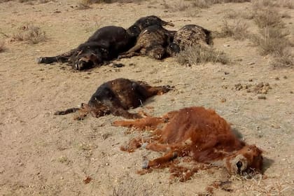 Hasta ahora, van 5392 animales muertos por la falta de agua, por ende, alimento