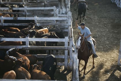 Por terneros se pagó un máximo de $60, mientras que el tope para las vacas fue de $43 por kilo