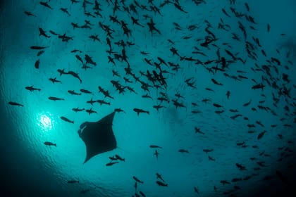 Hasta la fecha el proyecto Pristine Seas ayudó a crear 22 reservas marinas
