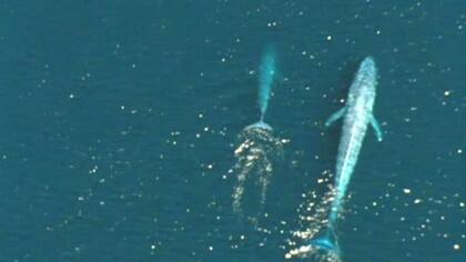 Hasta las ballenas azules bebé son más grandes de las serpientes más largas