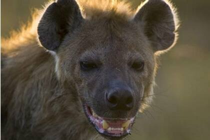 Los animales ingresaron a la tienda gracias a una abertura en el techo
