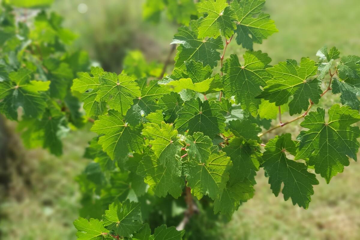 Hasta nuestra cabernet sauvignon, que sabe de climas extremos, pasó momentos difíciles este verano. Nota para sabedores: las hojas más visibles en la foto parecen de una syrah o una merlot, pero atrás, las hojas antiguas muestran la forma característica de este varietal