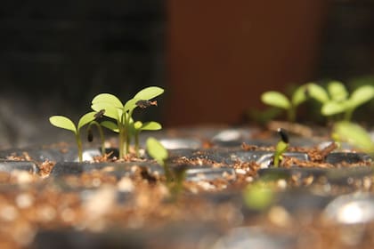 Hasta que la germinación ocurra, hay que ubicar los almácigos en algún lugar protegido de la lluvia pero con luz (no sol directo).