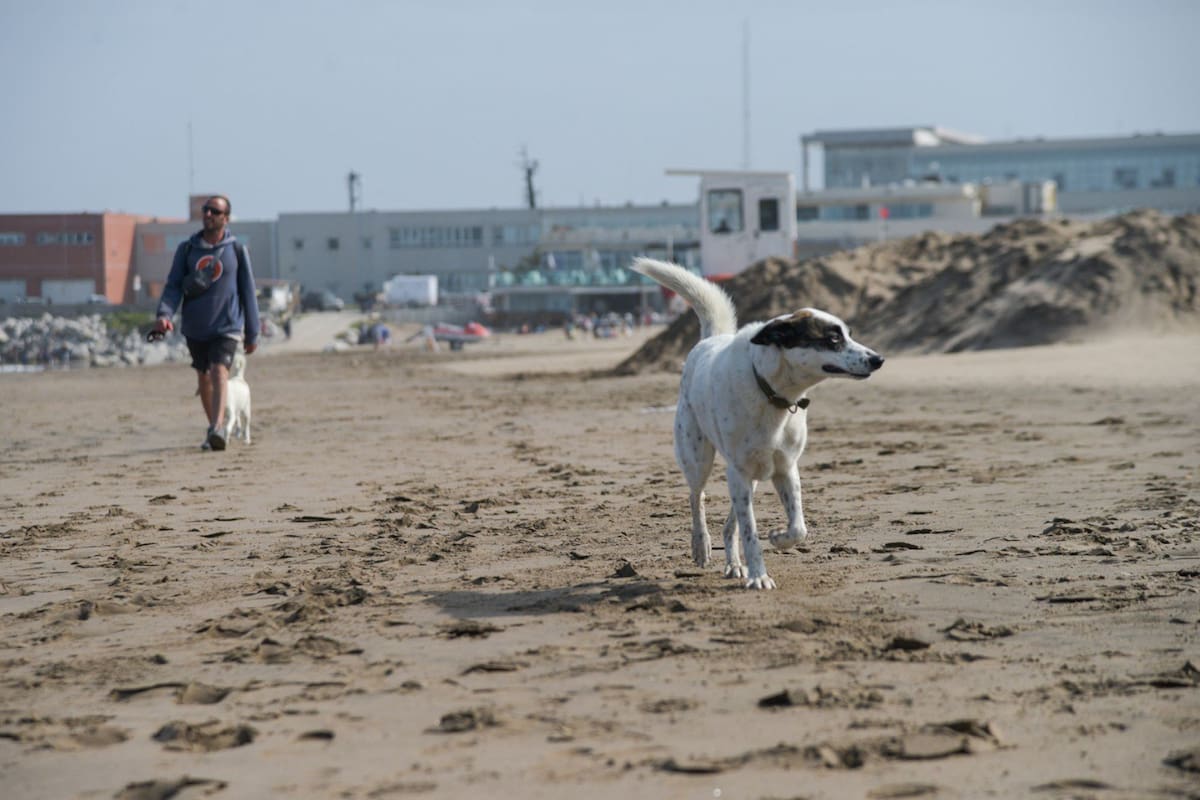 Hasta septiembre pasado, se habían denunciado más de 1200 ataques de perros