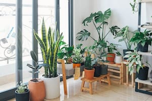 Haworthia comptoniana y la Ceropegia woodii no solo son admiradas por su belleza distintiva, sino que también se ganan el título de “indestructibles” gracias a su capacidad para adaptarse y florecer con cuidados mínimos (Foto Pexels)