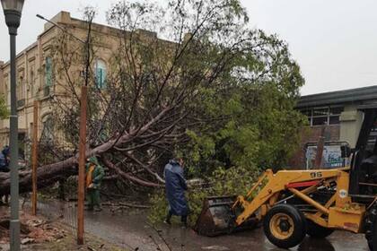 La tormenta dejó muchos árboles caídos en Santa Fe