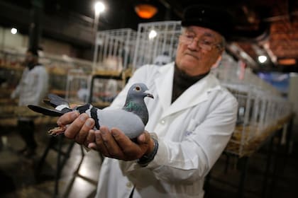 Miguel Gerardo Lomazzo, presidente de la Federación Colombófila Argentina. Hay 120 palomas en la muestra