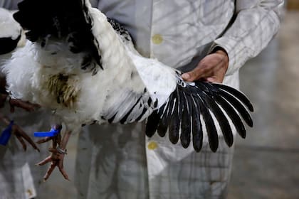 Las palomas mensajeras volvieron a La Rural