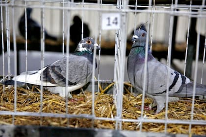Las palomas en la Rural. En todo el país hay entre 2700 y 3000 palomares