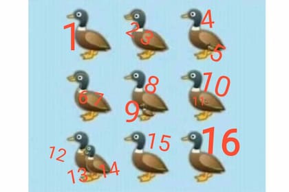 Hay 16 patos en la foto, ¿los encontraste a todos?