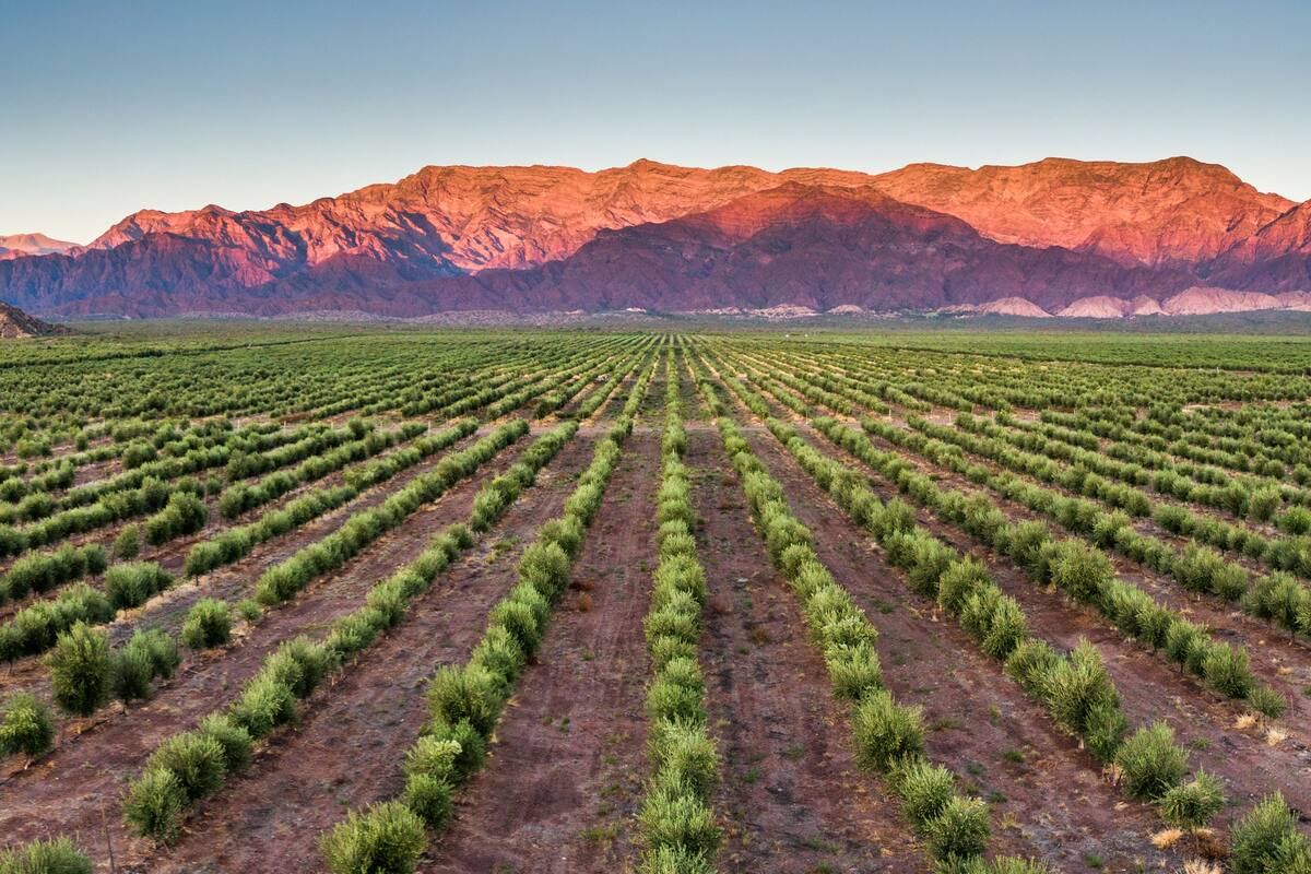 Hay 400 hectáreas en producción
