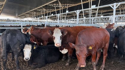 Hay 45 consignatarios en el mercado