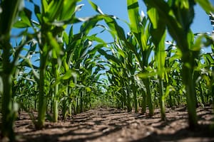 Cómo planificar un buen cultivo de maíz minimizando riesgos y maximizando el potencial